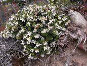 foto Gartenblumen Chilenisch Winter, Pernettya, Gaultheria mucronata weiß