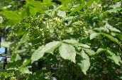 photo Garden Flowers Hop Tree, Stinking Ash, Wafer Ash, Ptelea trifoliata white