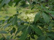photo Garden Flowers Hop Tree, Stinking Ash, Wafer Ash, Ptelea trifoliata green