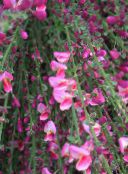 photo Garden Flowers Broom, Cytisus pink