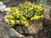 foto Gartenblumen Prostata Besen, Cytisus decumbens gelb