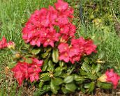 foto Gartenblumen Azaleen, Pinxterbloom, Rhododendron rot