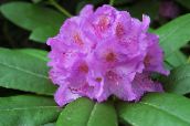 foto Gartenblumen Azaleen, Pinxterbloom, Rhododendron flieder