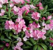 foto Gartenblumen Azaleen, Pinxterbloom, Rhododendron rosa