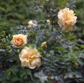 photo Garden Flowers Beach Rose, Rosa-rugosa orange