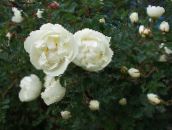 foto Gartenblumen Rose weiß