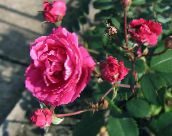 foto Gartenblumen Rose rosa