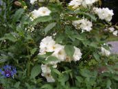 foto Gartenblumen Polyantha Stieg, Rosa polyantha weiß