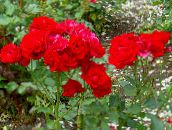 photo Garden Flowers Polyantha rose, Rosa polyantha red