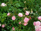 Polyantky Růže