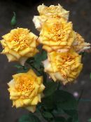 photo Garden Flowers Grandiflora rose, Rose grandiflora yellow