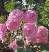 photo Garden Flowers Rose Rambler, Climbing Rose pink