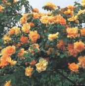 orange Rose Rambler, Climbing Rose