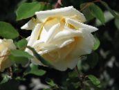 foto Flores do Jardim Rosa Rambler, Subindo Rosa, Rose Rambler amarelo