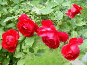 foto Gartenblumen Rambler Rose, Kletterrose, Rose Rambler rot