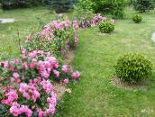 foto Gartenblumen Rose Bodendecker, Rose-Ground-Cover rosa