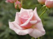 photo Garden Flowers Hybrid Tea Rose, Rosa pink