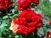 foto Gartenblumen Edelrose, Rosa rot