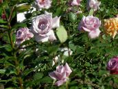 foto Have Blomster Hybrid Te Steg, Rosa lilla