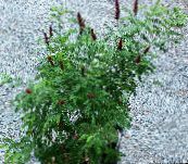 foto Gartenblumen Amorpha-Nana weinig