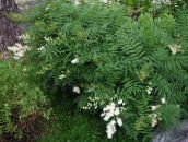 foto Gartenblumen Ural Falschen Spirea, Sorbaria weiß