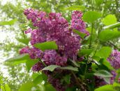 foto Gartenblumen Gewöhnlicher Flieder, Französisch Lilac, Syringa vulgaris weinig
