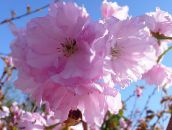 foto Gartenblumen Prunus, Pflaumenbaum rosa
