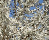 photo Garden Flowers Prunus, plum tree white