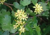 photo  Golden Currant, Redflower Currant, Ribes yellow