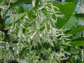foto Gartenblumen Fringe Tree, Alten Mannes Bart, Grancy Graubart, Chionanthus weiß