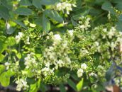 foto Gartenblumen Japanische Pagode Baum, Gelehrter Baum, Sophora weiß