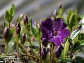 photo  Common Periwinkle, Creeping Myrtle, Flower-of-Death, Vinca minor purple