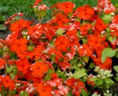 foto Gartenblumen Immergrün, Schleichende Myrte, Blume-Of-Tod, Vinca minor rot