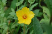 photo Garden Flowers Bartonia aurea yellow