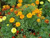 photo Garden Flowers Marigold, Tagetes orange