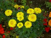 foto Gartenblumen Ringelblume, Tagetes gelb