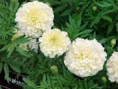 foto Gartenblumen Ringelblume, Tagetes weiß