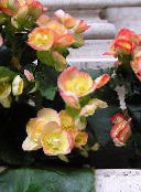 foto Gartenblumen Wachs Begonien, Begonia semperflorens cultorum gelb