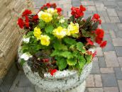 foto Gartenblumen Wachs-Begonie, Knollenbegonie, Begonia tuberhybrida gelb