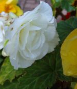 foto Gartenblumen Wachs-Begonie, Knollenbegonie, Begonia tuberhybrida weiß