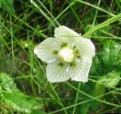 photo Garden Flowers Grass of Parnassis, Bog Star, Parnassia palustris white