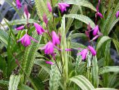 foto Gartenblumen Boden Orchidee, Die Gestreiften Bletilla rosa