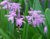 photo Garden Flowers Ground Orchid, The Striped Bletilla lilac