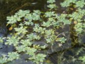 photo Garden Flowers Water Primrose, Marsh Purslane, Marsh Seedbox, Callitriche palustris green