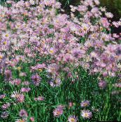 photo Garden Flowers Bolton's Aster, White Doll's Daisy, False Aster, False Chamomile, Boltonia asteroides lilac