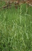 grün Bowles Goldenen Gras, Goldhirse Gras, Vergoldetem Holz Mille
