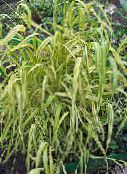 foto Gartenblumen Bowles Goldenen Gras, Goldhirse Gras, Vergoldetem Holz Mille, Milium effusum grün