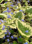 photo Garden Flowers False forget-me-not, Brunnera macrophylla light blue