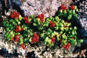 foto Gartenblumen Preiselbeeren, Foxberry, Vaccinium vitis-idaea rot