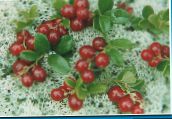 photo Garden Flowers Lingonberry, Mountain Cranberry, Cowberry, Foxberry, Vaccinium vitis-idaea red